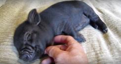 Nouvel an lunaire vietnamien, le 5 février 2019: Fête du Têt, année du Cochon Nouvel an lunaire vietnamien, le 5 février 2019: Fête du Têt, année du Cochon